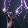 neillkat